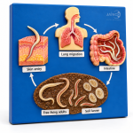 Life Cycle of Strongyloides Stercoralis Model